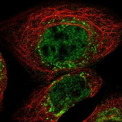 FAM219A Antibody, Novus Biologicals:Antibodies:Primary Antibodies